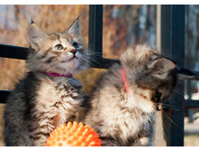 ��� �������� ������ - ���� � �����.