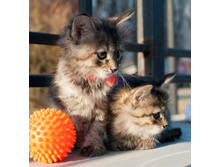 ��� �������� ������ - ���� � �����.