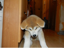 ����������� 006.jpg