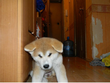 ����������� 007.jpg