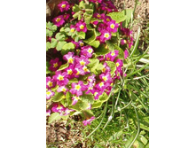 ������� �������������.JPG