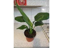 ���������- �� 500  ���.