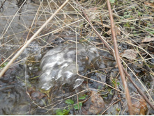 DSCN1330s.JPG