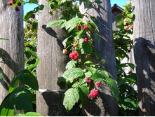 ����� ������.JPG