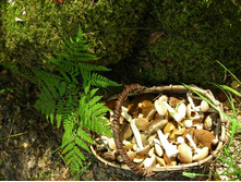 ������� ������.JPG