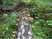 ��������� ������.JPG