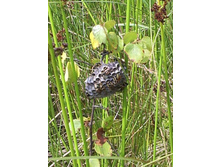 ������ ����.jpg