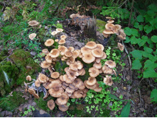 ������� ����.JPG