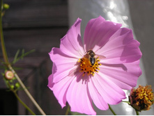 ����� �� ������.JPG