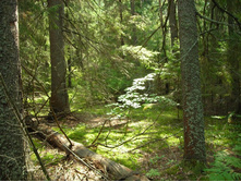 ��������� ���.JPG