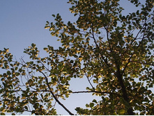 ���� �����.JPG