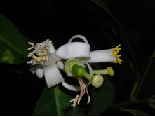 ����� ������.JPG