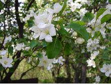 ��������� ����.JPG