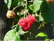 ����� ������.JPG