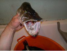 �������-11,�����