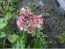 ������ (����� ������)_��������