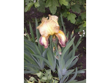 ���� �������-�������