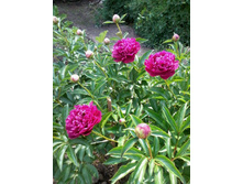 ������ ����