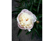 ������� ����