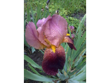 ���� ��������-�������