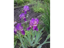 ���� ���������