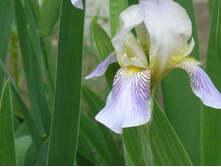 ���� ������-�������