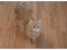 ������� �����! ������!