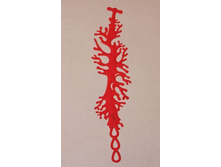 Coral �������.�������