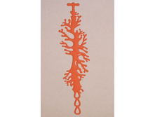 Coral �������, ���������