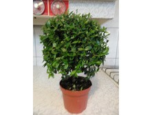 ���� �������� - ������ �������� �������� ...... ����������� � ���� ������ .....