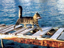 ������ ����