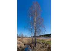 ������ (1 �� 1).jpg