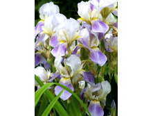 ���� �������.jpg