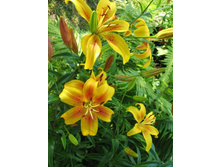 ����� ������.jpg