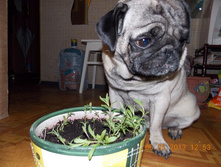 ������ �������� �������,������ �����������)