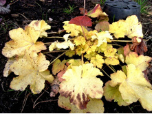 ������� ��������.JPG