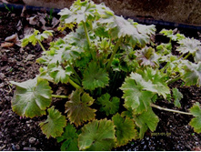 ����� �������.JPG