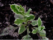 �������� �����������.JPG