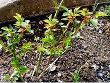 ����� �������  ����������.JPG