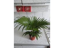 ������ ���������- �� 650  ���.