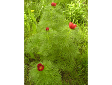 DSC00035 - ����� - �����.JPG