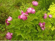 DSC00051 - ����� - �����.JPG