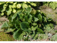 ����� 45���.JPG