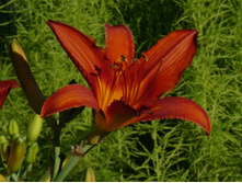 �������� �������� ������ 80 ���.JPG