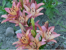 �����  �� ������ 30 ���.JPG