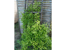 �������� ��������� 100 ���.jpg