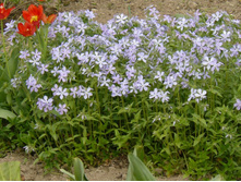 ����� ������������� 35 ���.jpg