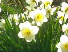 ������� 1.jpg