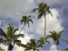 ������������� ����������