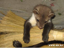 ��̣� ����������